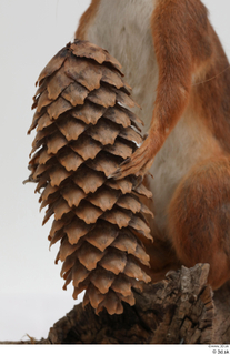 Squirrel  2 hand pine cone 0004.jpg